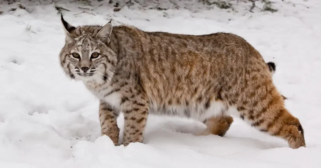 Bobcat size 